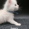 Chaton Maine Coon de race – prix 1800 €.