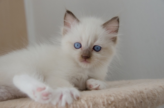 Petit mâle Ragdoll né le 16/07/2025 est proposé – vendu 1500 €.