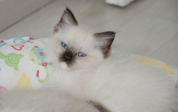 Petite femelle Ragdoll née le 16/07/2025 est proposée – vendue 1500 €.