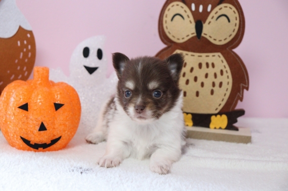Petit mâle Chihuahua né le 03/08/2025 est proposé – vendu 960 €.
