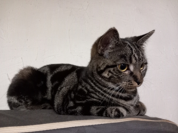 Petite femelle  née le 21/05/2025 est proposée – vendue 1000 €.