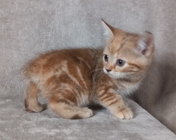 Petite femelle Manx née le 21/05/2025 est proposée – vendue 1400 €.