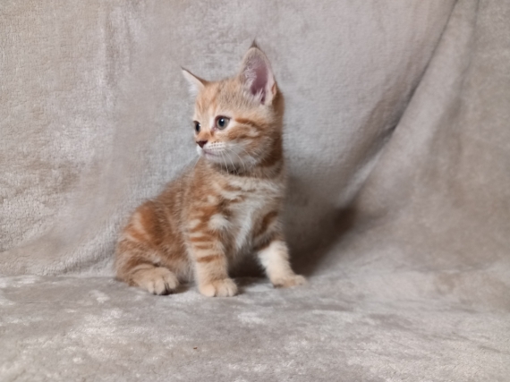 Petite femelle Manx née le 21/05/2025 est proposée – vendue 1400 €.