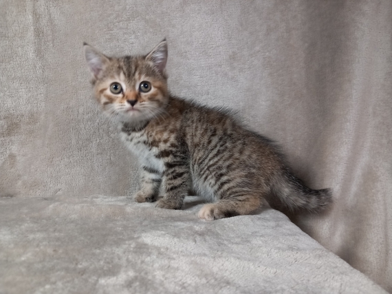 Petite femelle Manx née le 21/05/2025 est proposée – vendue 800 €.