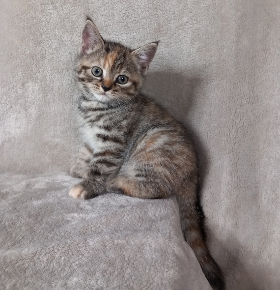 Petite femelle Manx née le 21/05/2025 est proposée – vendue 800 €.