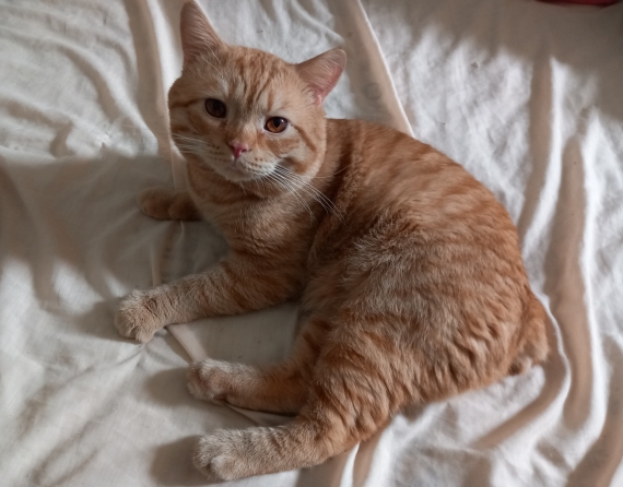 Petite femelle  née le 21/05/2025 est proposée – vendue 1000 €.