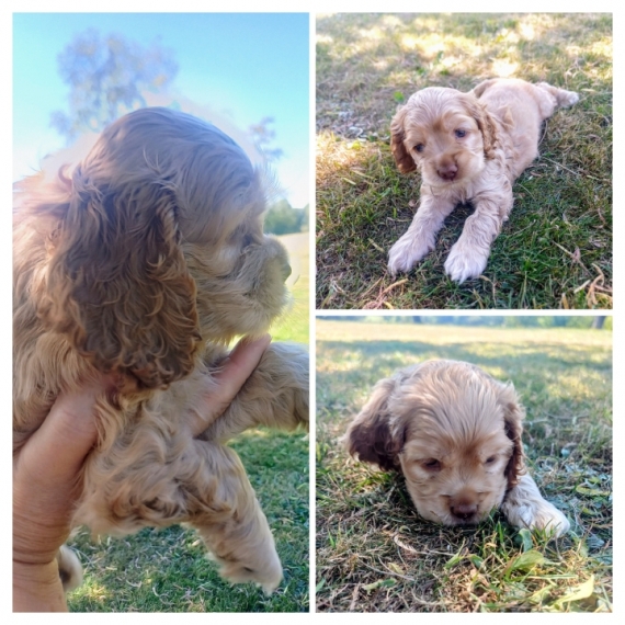 Petit mâle Cocker Américain (Spaniel) né le 18/07/2025 est proposé – vendu 900 €.