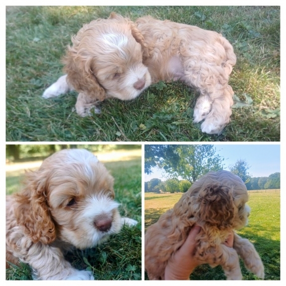 Petit mâle Cocker Américain (Spaniel) né le 18/07/2025 est proposé – vendu 900 €.