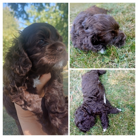 Petit mâle Cocker Américain (Spaniel) né le 18/07/2025 est proposé – vendu 900 €.