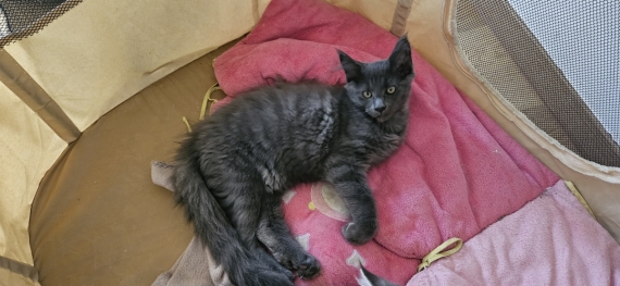 Petit mâle Maine Coon né le 21/06/2025 est proposé – vendu 1200 €.