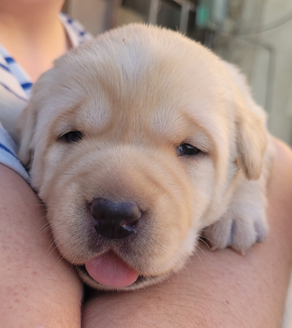 Petite femelle Labrador née le 02/09/2025 est proposée – vendue 800 €.