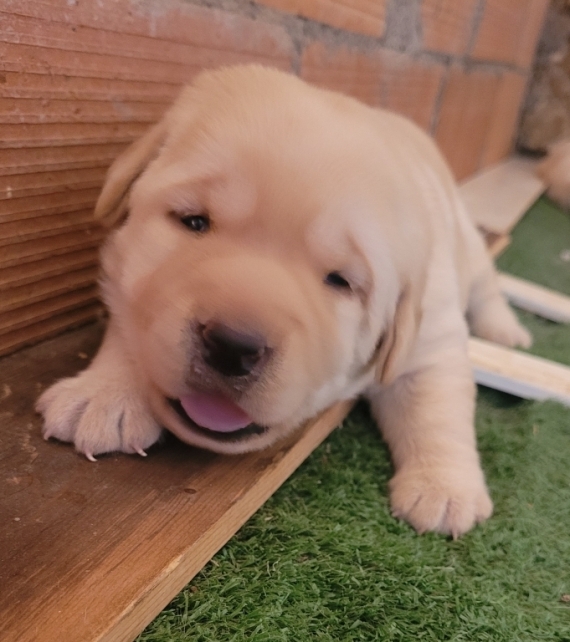 Petite femelle Labrador née le 02/09/2025 est proposée – vendue 800 €.