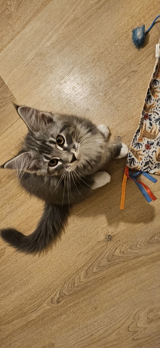 Petit mâle Maine Coon né le 21/06/2025 est proposé – vendu 1000 €.