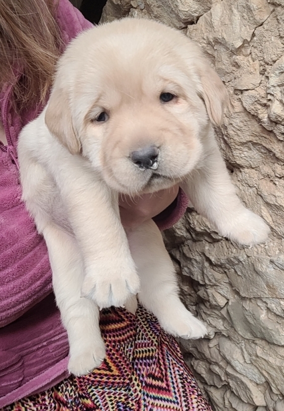 Petite femelle Labrador née le 02/09/2025 est proposée – vendue 800 €.