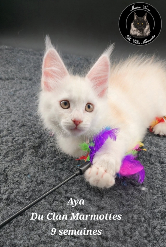 Petit mâle Maine Coon né le 18/07/2025 est proposé – vendu 1800 €.
