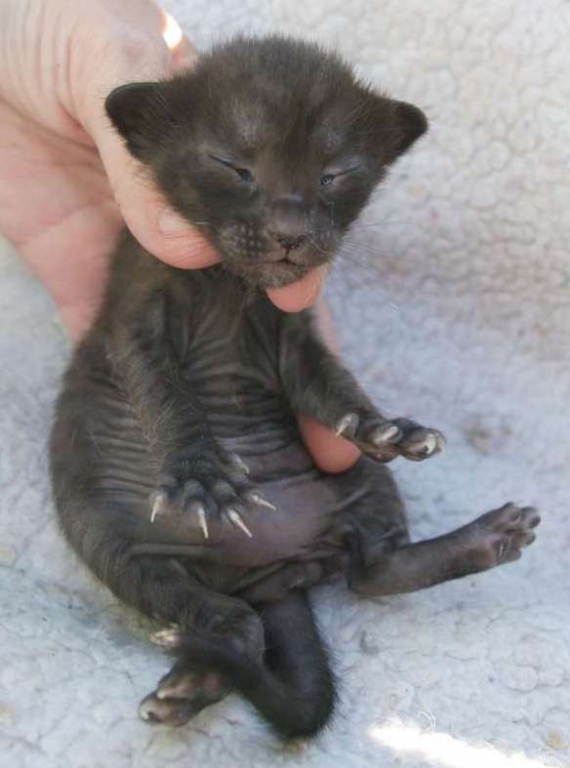 Petite femelle Savannah née le 05/09/2025 est proposée – vendue 1850 €.