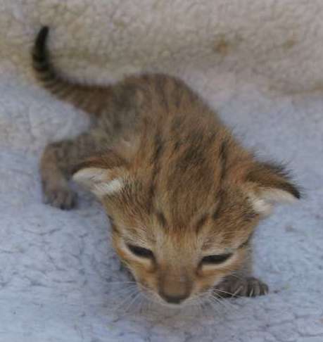 Petite femelle Savannah née le 05/09/2025 est proposée – vendue 1850 €.