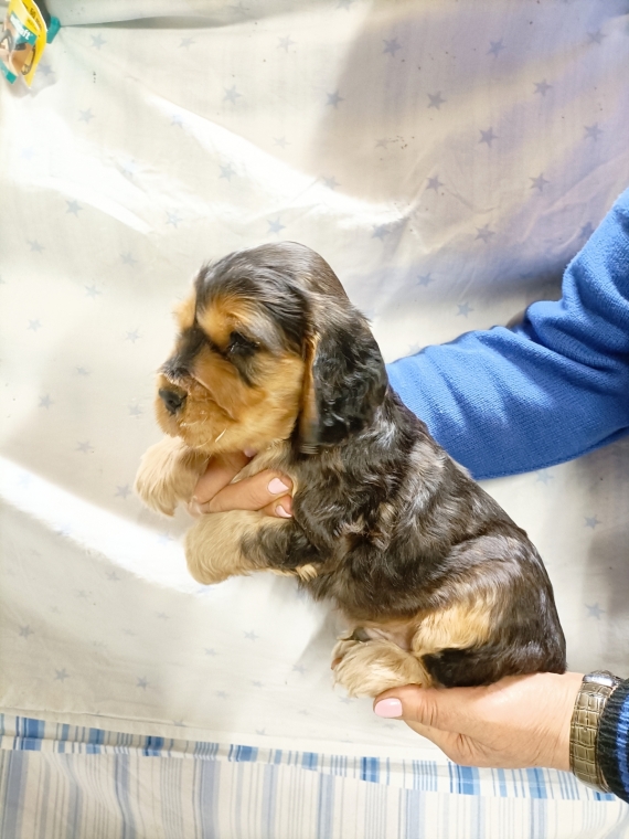 Petite femelle Cocker Anglais (Spaniel) née le 16/07/2025 est proposée – vendue 1500 €.