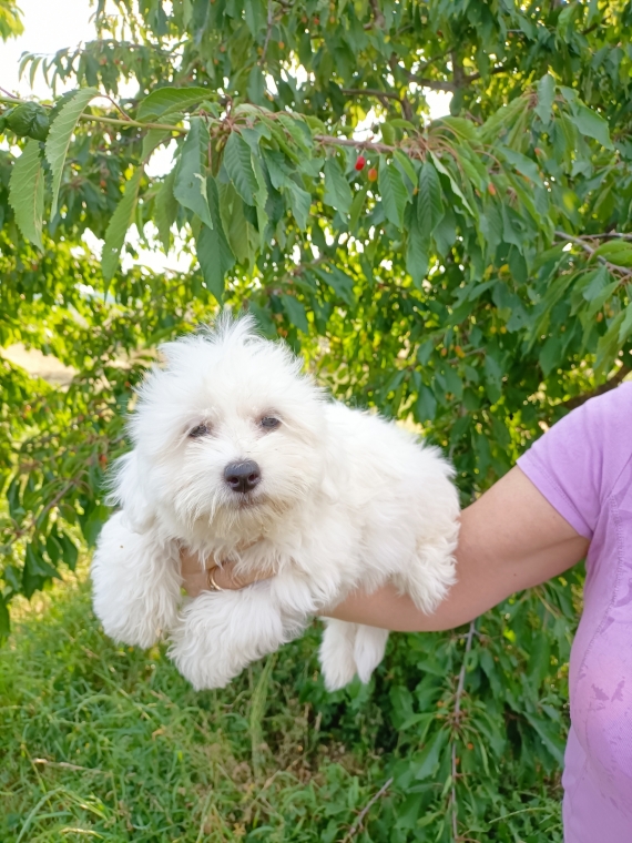 Petit mâle Coton de Tulear né le 16/05/2025 est proposé – vendu 1200 €.