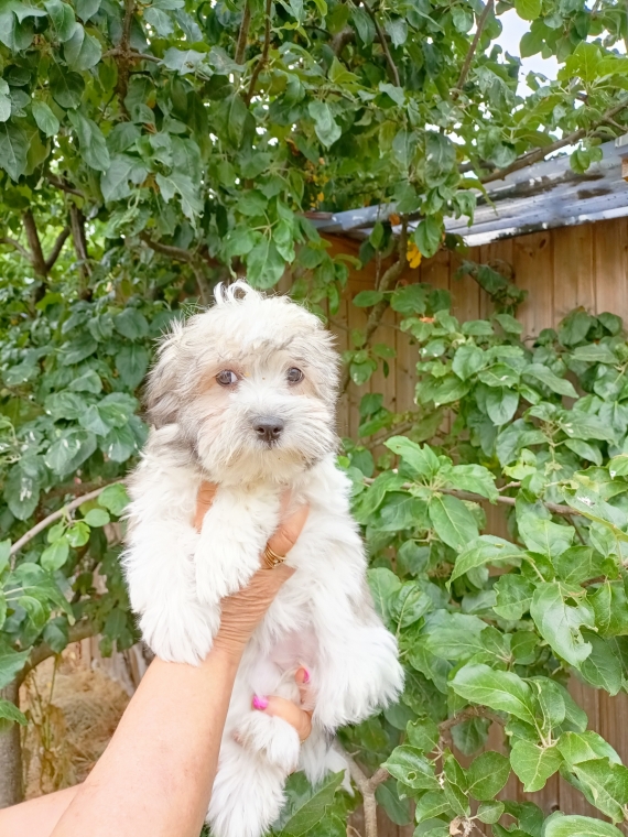 Petite femelle Coton de Tulear née le 22/05/2025 est proposée – vendue 990 €.