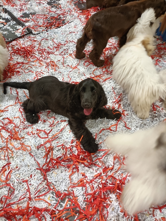 Petit mâle Cocker Anglais (Spaniel) né le 19/05/2025 est proposé – vendu 1500 €.