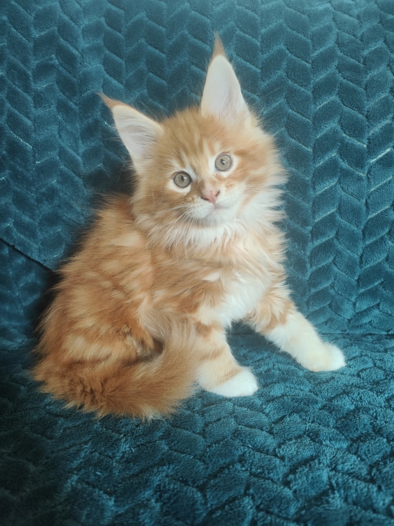Petit mâle Maine Coon né le 04/08/2025 est proposé – vendu 1500 €.