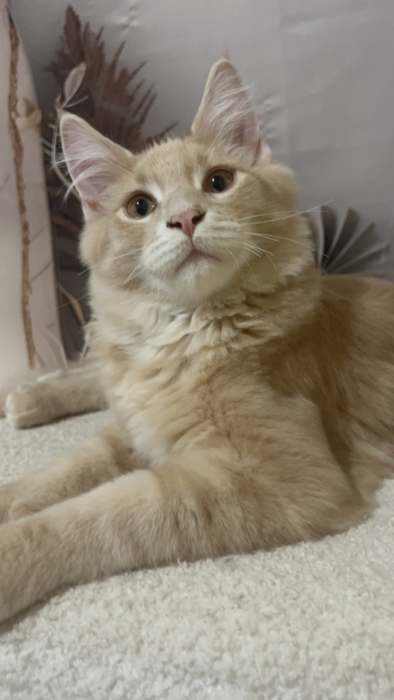 Petit mâle Maine Coon né le 27/04/2025 est proposé – vendu 1750 €.
