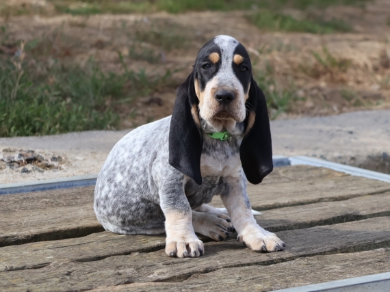 Petit mâle Basset Bleu de Gascogne né le 03/07/2025 est proposé – vendu 750 €.