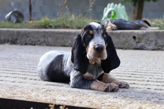 Petit mâle Basset Bleu de Gascogne né le 03/07/2025 est proposé – vendu 750 €.