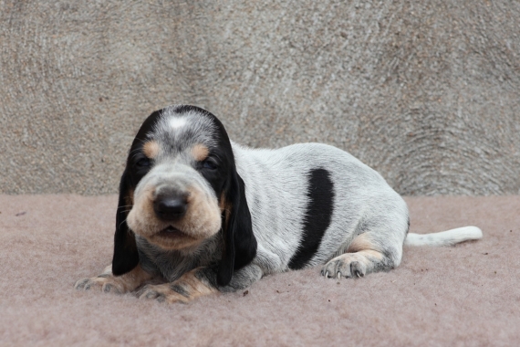 Petit mâle Basset Bleu de Gascogne né le 17/08/2025 est proposé – vendu 750 €.