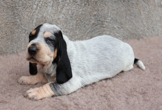 Petite femelle Basset Bleu de Gascogne née le 17/08/2025 est proposée – vendue 850 €.