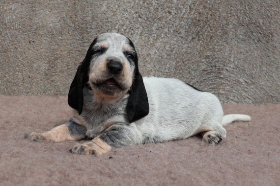 Petite femelle Basset Bleu de Gascogne née le 17/08/2025 est proposée – vendue 850 €.