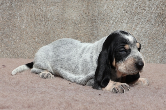 Petite femelle Basset Bleu de Gascogne née le 17/08/2025 est proposée – vendue 850 €.