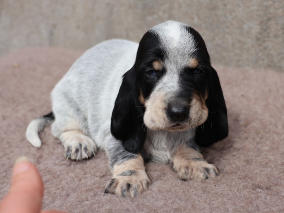 Petite femelle Basset Bleu de Gascogne née le 17/08/2025 est proposée – vendue 850 €.