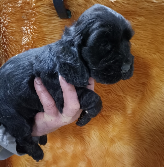 Petit mâle Cocker Anglais (Spaniel) né le 16/07/2025 est proposé – vendu 1500 €.