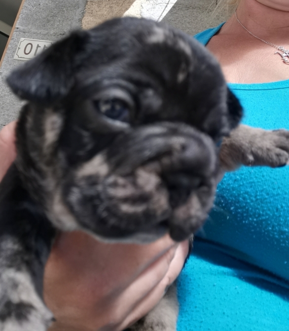 Petit mâle Bouledogue Français né le 12/08/2025 est proposé – vendu 1300 €.