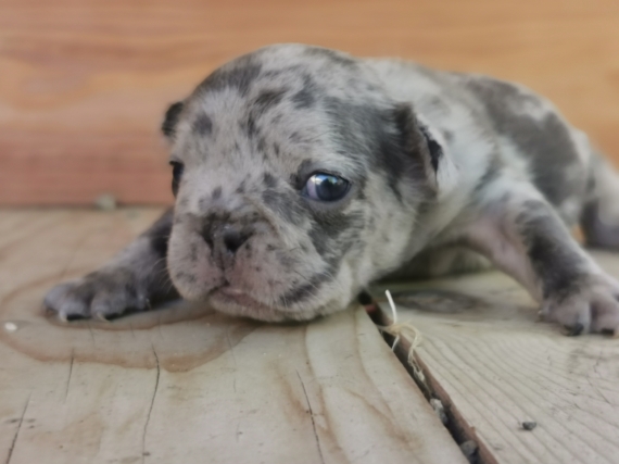 Petite femelle Bouledogue Français née le 12/08/2025 est proposée – vendue 1600 €.