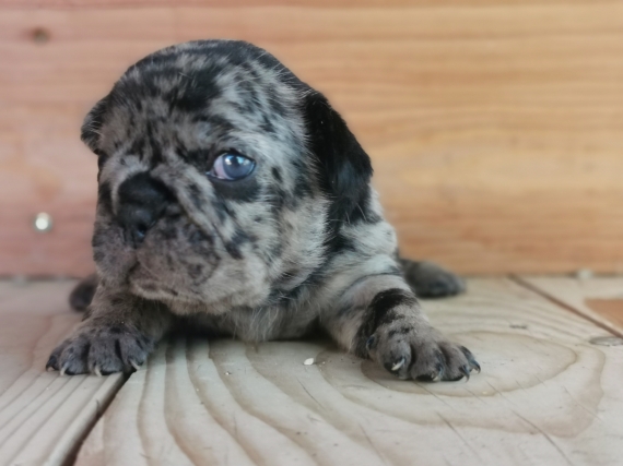 Petite femelle Bouledogue Français née le 12/08/2025 est proposée – vendue 1600 €.