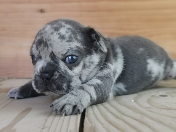Petit mâle Bouledogue Français né le 12/08/2025 est proposé – vendu 1500 €.