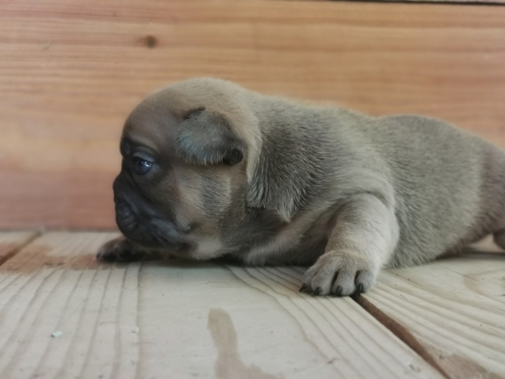 Petit mâle Bouledogue Français né le 12/08/2025 est proposé – vendu 1500 €.