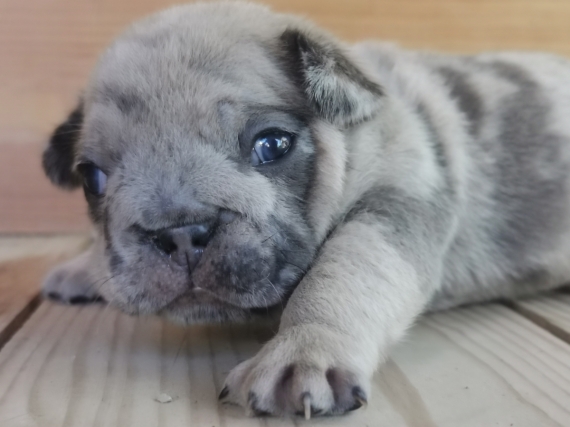 Petit mâle Bouledogue Français né le 12/08/2025 est proposé – vendu 1500 €.