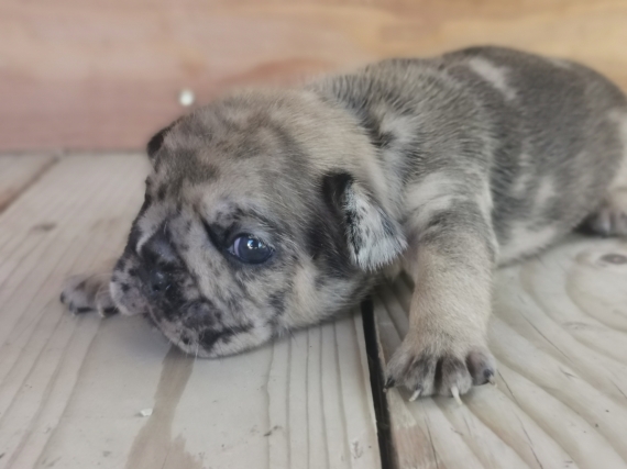 Petite femelle Bouledogue Français née le 12/08/2025 est proposée – vendue 1800 €.