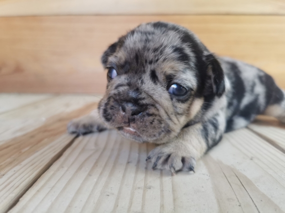 Petite femelle Bouledogue Français née le 12/08/2025 est proposée – vendue 2000 €.