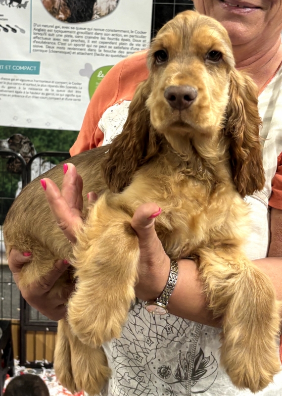 Petit mâle Cocker Anglais (Spaniel) né le 24/05/2025 est proposé – vendu 1500 €.