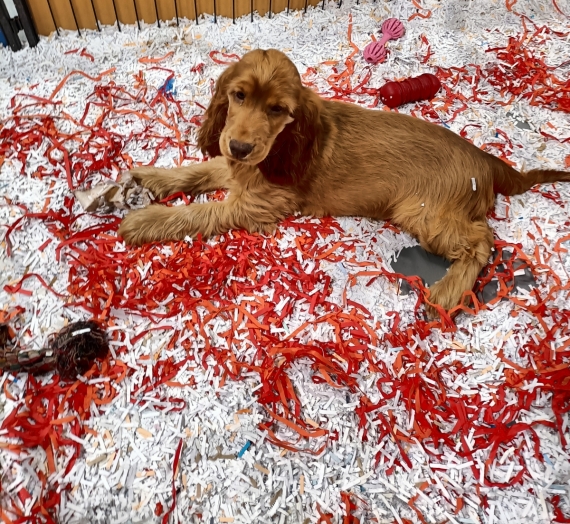 Petit mâle Cocker Anglais (Spaniel) né le 27/05/2025 est proposé – vendu 1500 €.