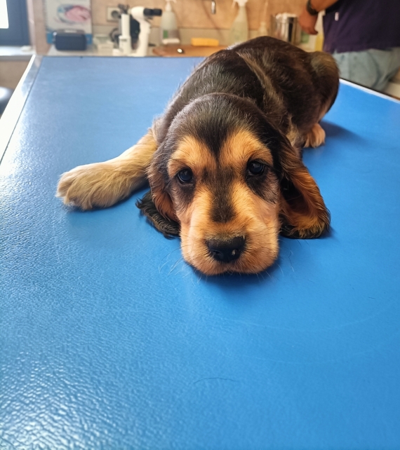 Petit mâle Cocker Anglais (Spaniel) né le 16/07/2025 est proposé – vendu 1500 €.