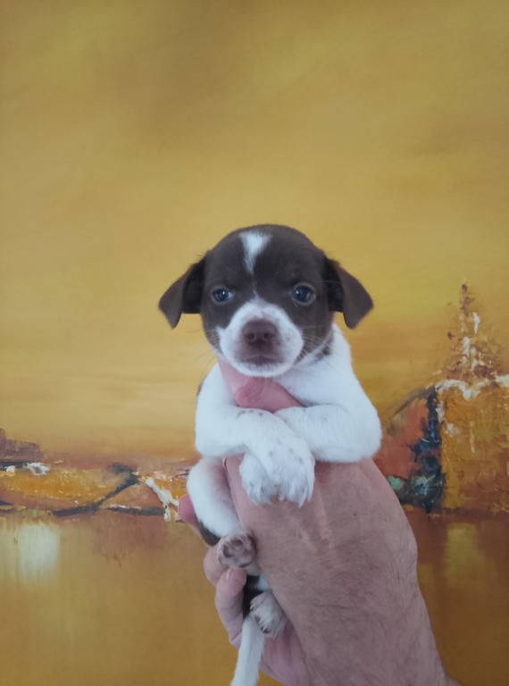 Petit mâle Chihuahua né le 09/08/2025 est proposé – vendu 800 €.