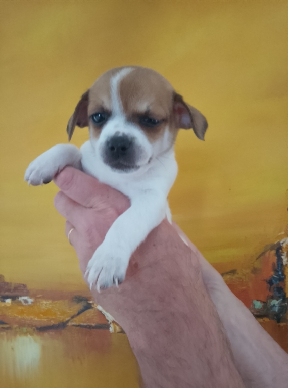 Petit mâle Chihuahua né le 09/08/2025 est proposé – vendu 850 €.