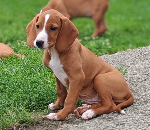 Petite femelle Chien Courant de Posavatz née le 03/07/2025 est proposée – vendue 760 €.