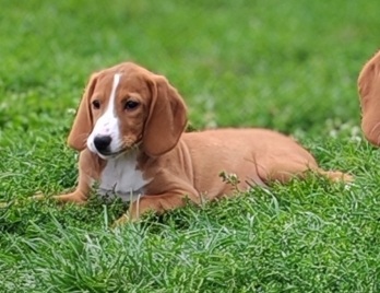 Petite femelle Chien Courant de Posavatz née le 03/07/2025 est proposée – vendue 760 €.
